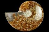 Polished Ammonite (Cleoniceras) Fossil - Madagascar #166673-1